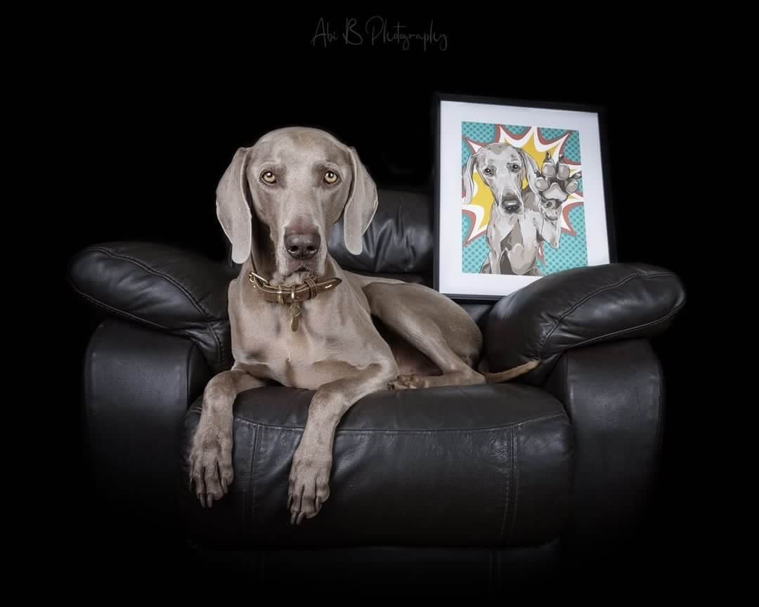 Abe the Weimaraner - Abi B Photography X Pop Art Puppy Dogs