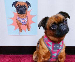 Willow the Brussels Griffon Pet Portrait | 